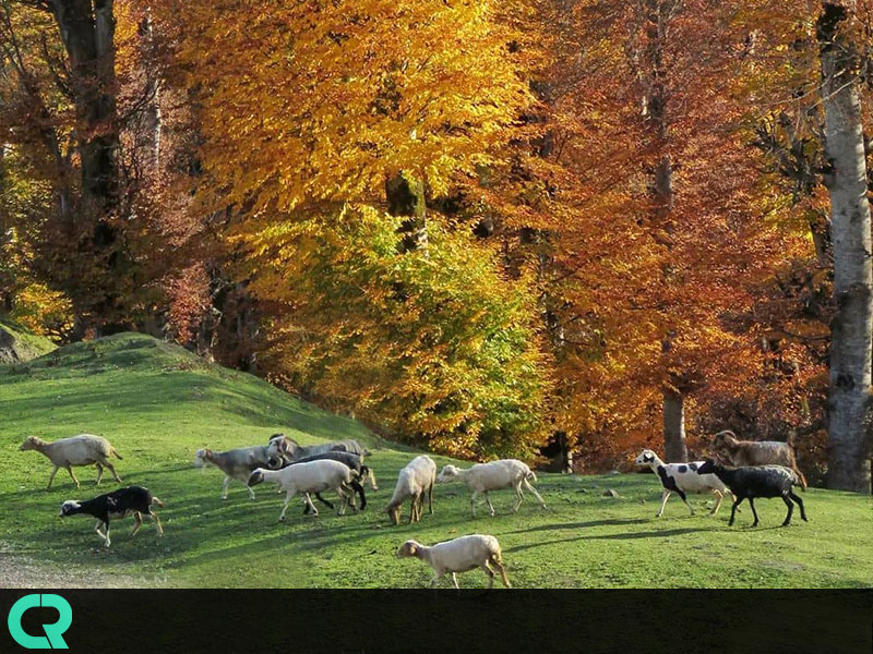 جاذبه های گردشگری دیلمان