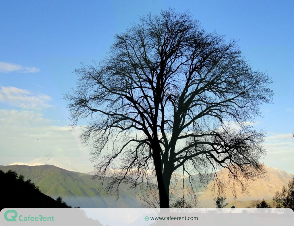 تصویر یک درخت خشک شده