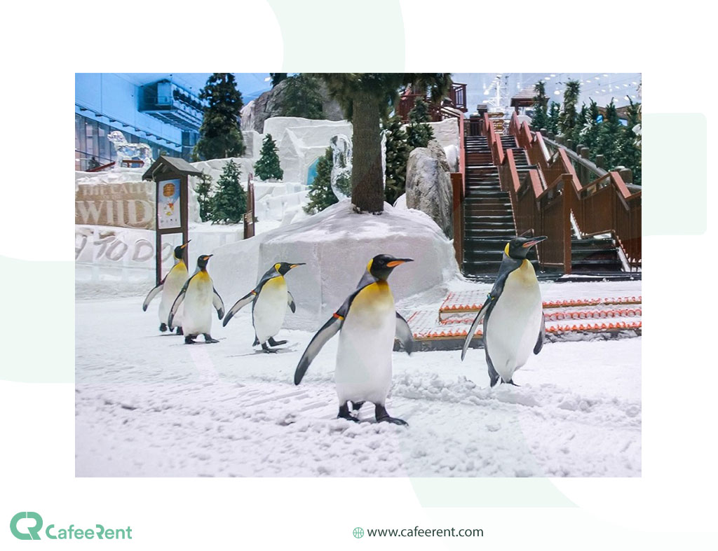 پنگوئن های قطبی در پیست اسکی دبی