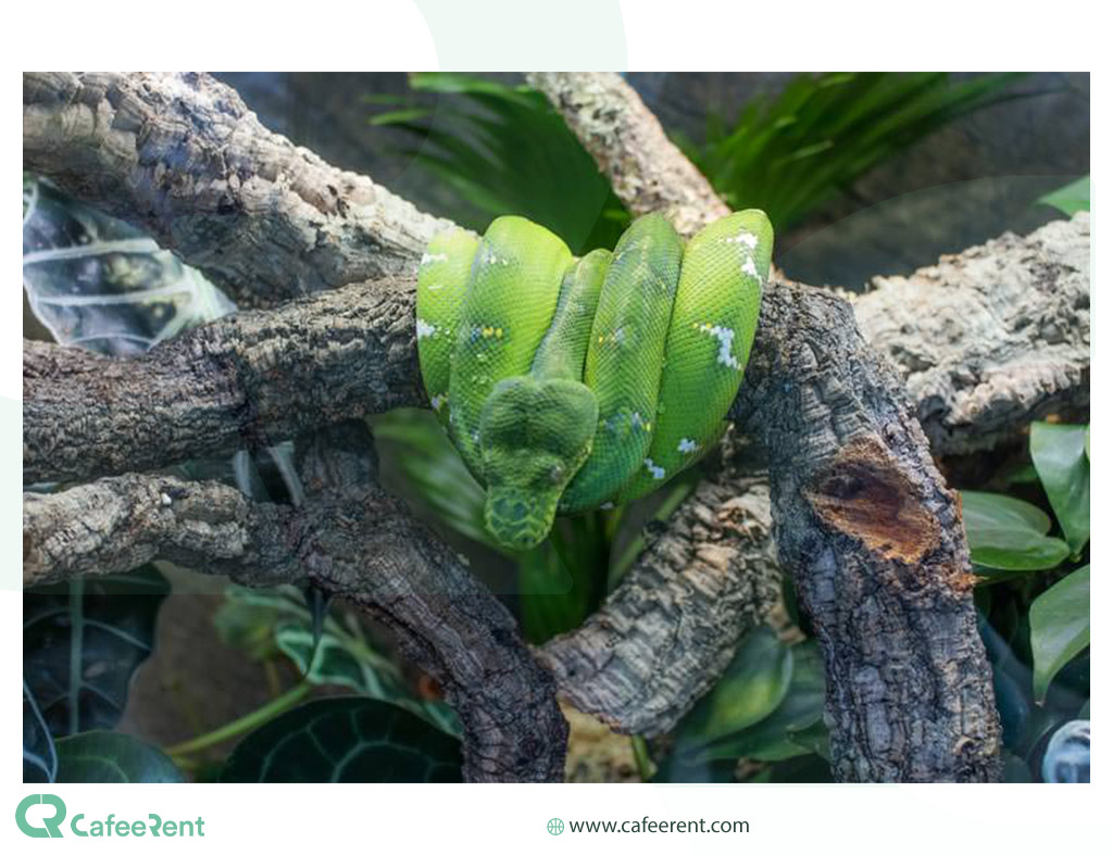 تصویر یک مار در  سیاره سبز دبی